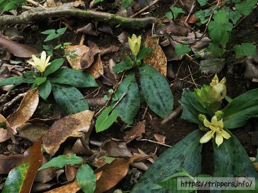 チャボホトトギス