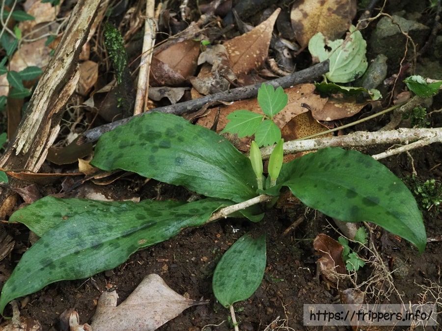 チャボホトトギスの果実