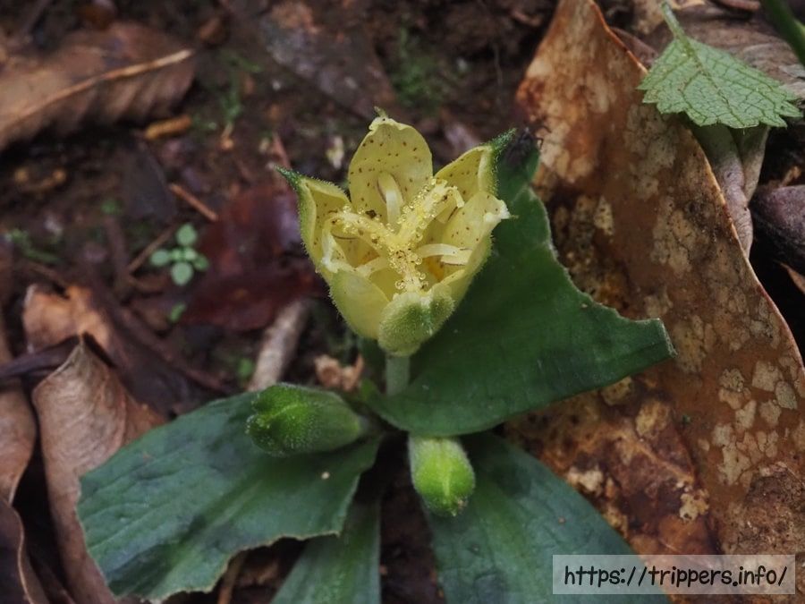 チャボホトトギスの蕾と開花途中の花