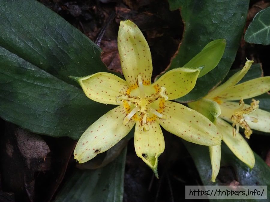 チャボホトトギス