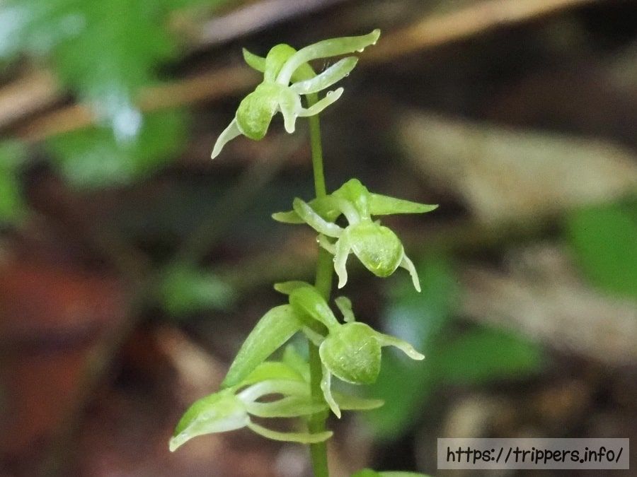 ヒトツバキソチドリ