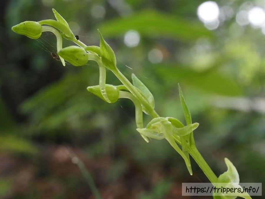 ヒトツバキソチドリの蕾