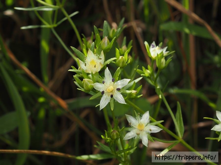 イヌセンブリの花