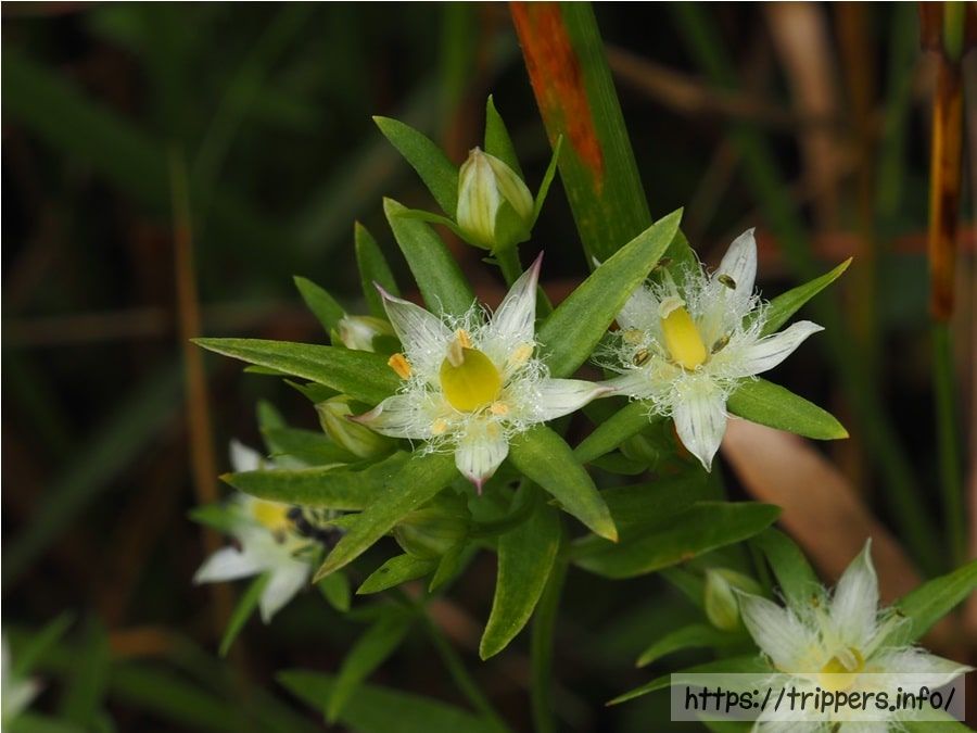 イヌセンブリの花