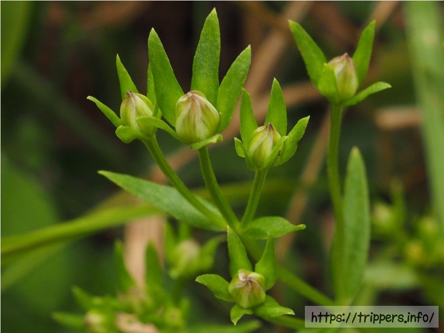 イヌセンブリの蕾