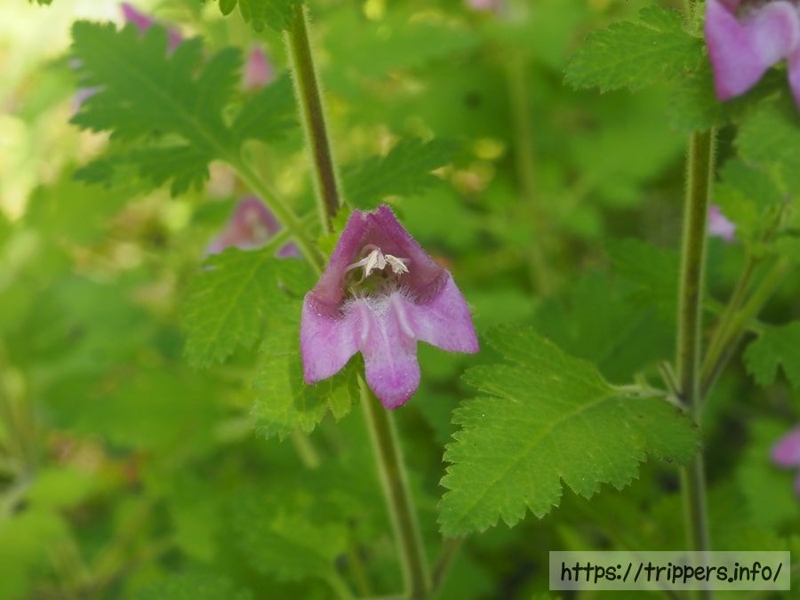 コシオガマの花