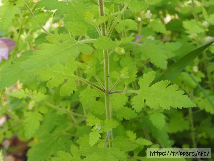 コシオガマの葉