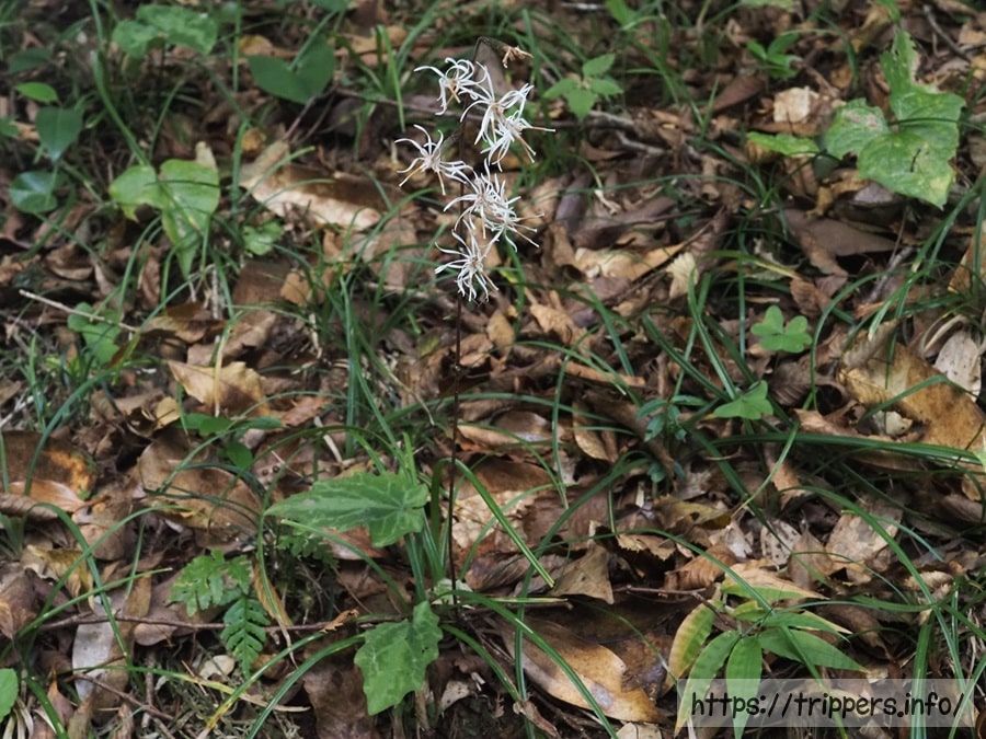 テイショウソウ