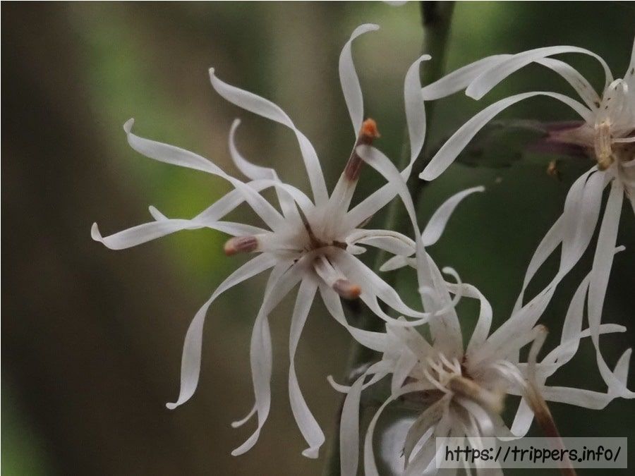 テイショウソウの花