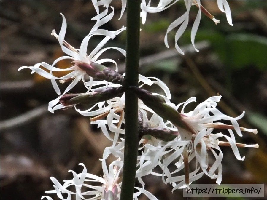 テイショウソウの花