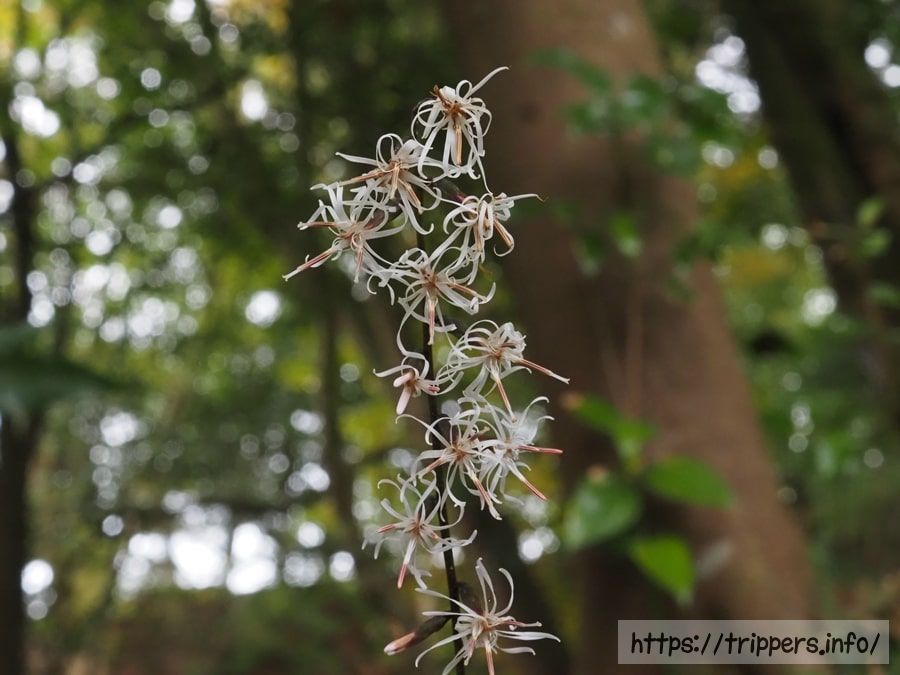 テイショウソウ