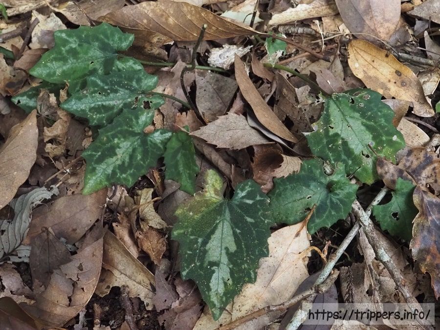 テイショウソウの葉