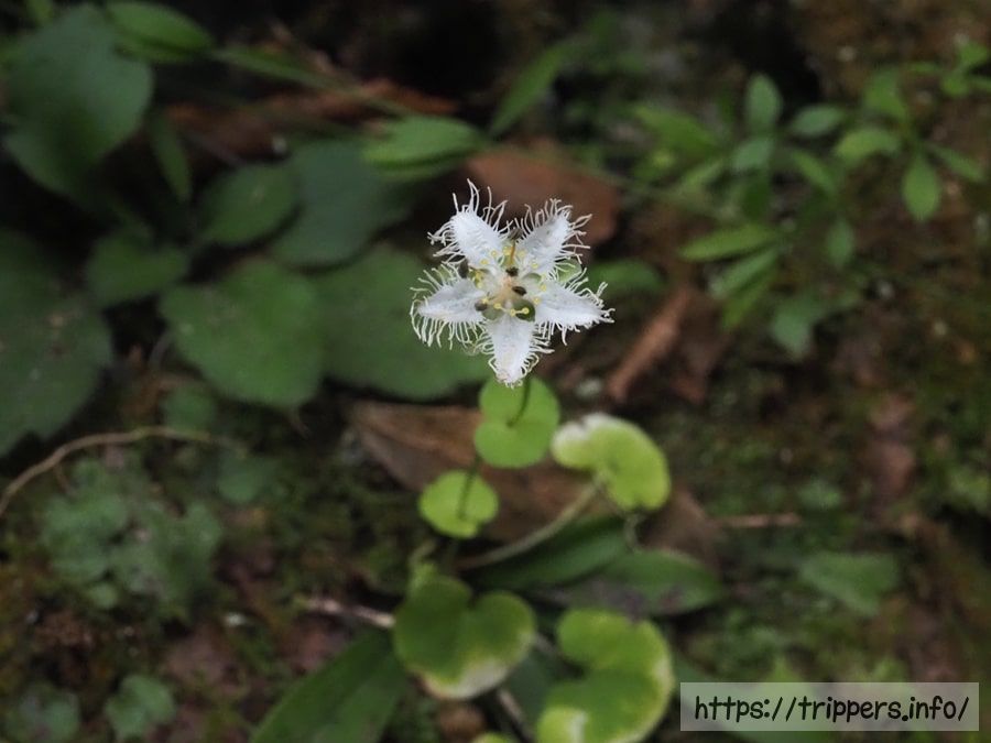シラヒゲソウの花