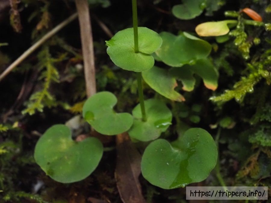 シラヒゲソウの葉
