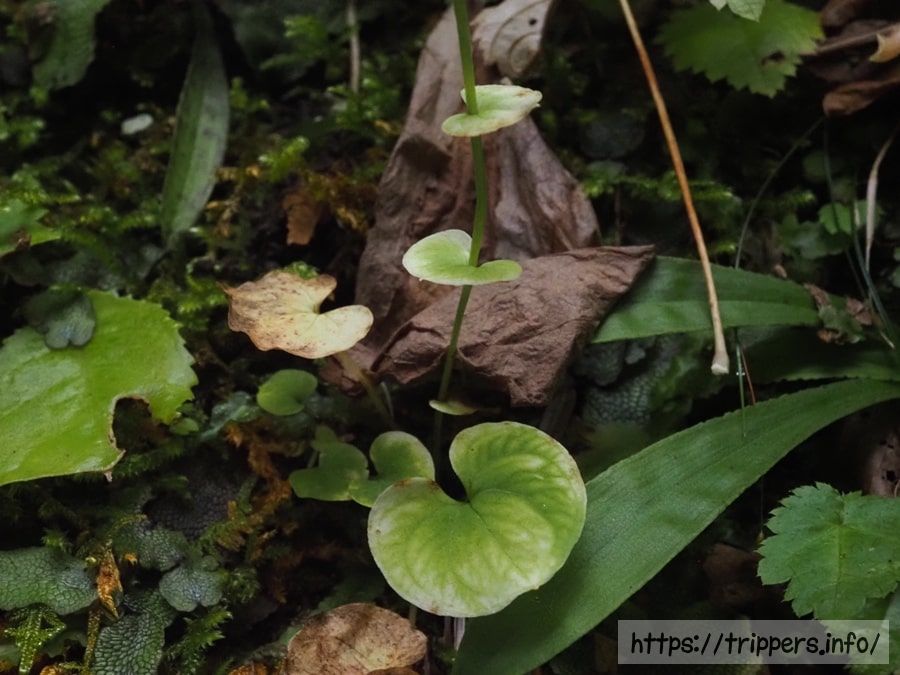シラヒゲソウの葉