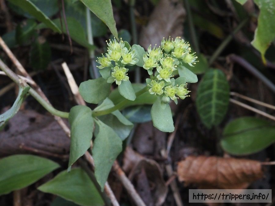 ミツバベンケイソウ