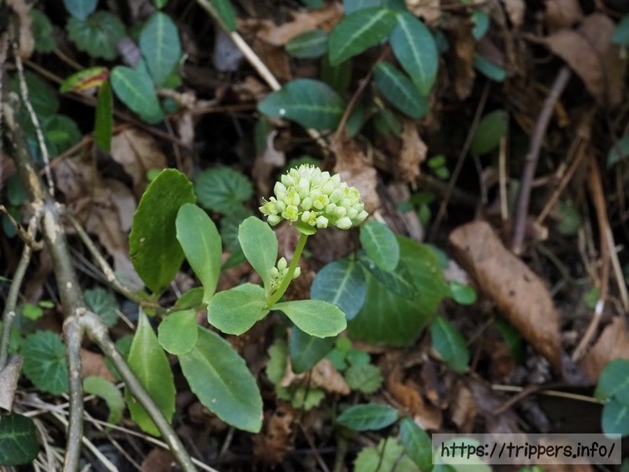 ミツバベンケイソウ