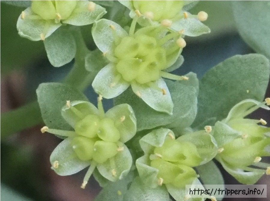 ミツバベンケイソウの花