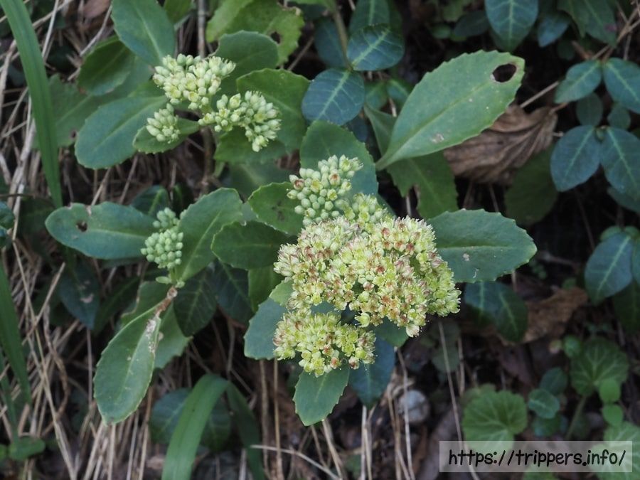 ミツバベンケイソウ