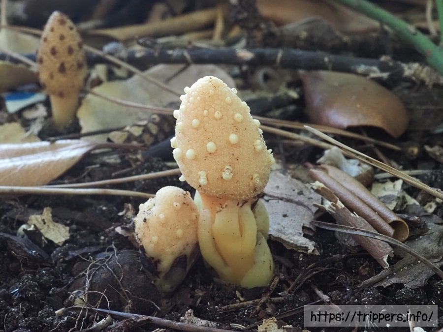 キイレツチトリモチ