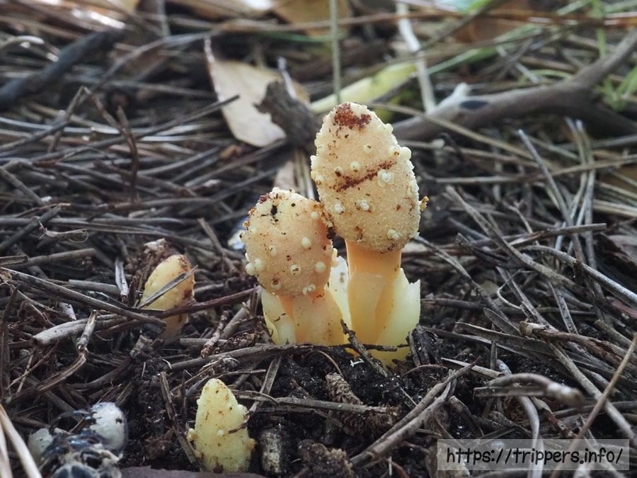 キイレツチトリモチ