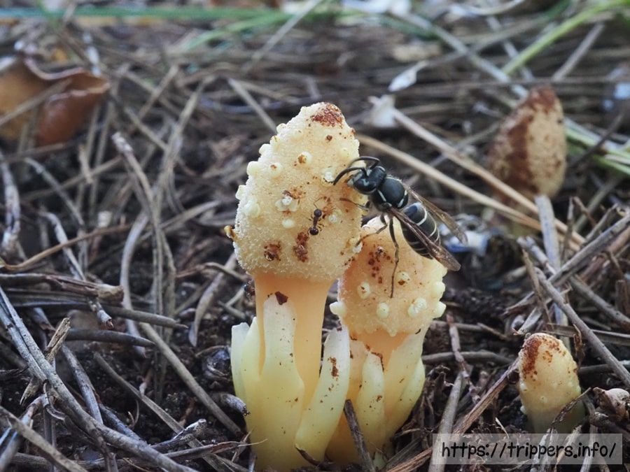 キイレツチトリモチ