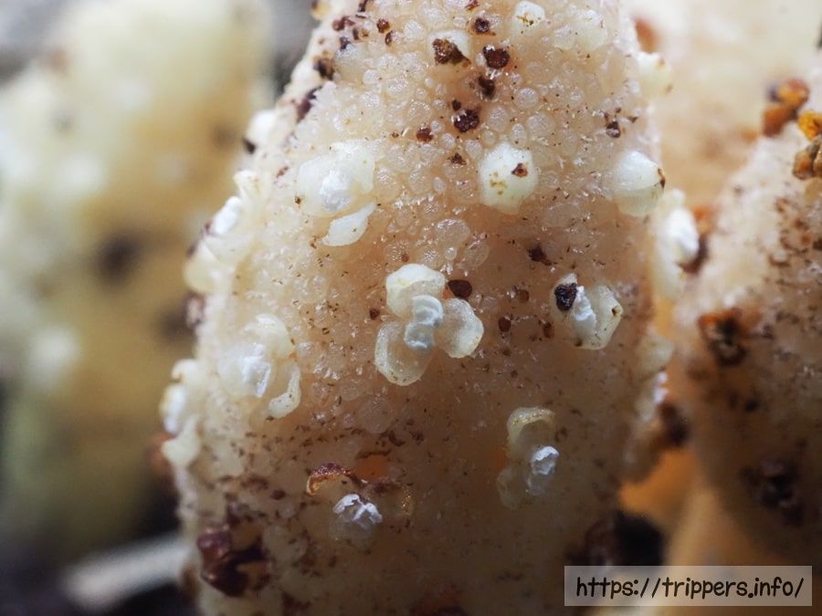 キイレツチトリモチの花