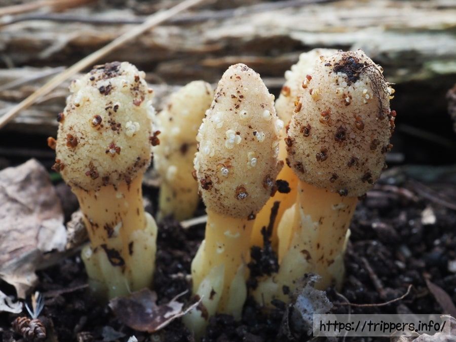 キイレツチトリモチ