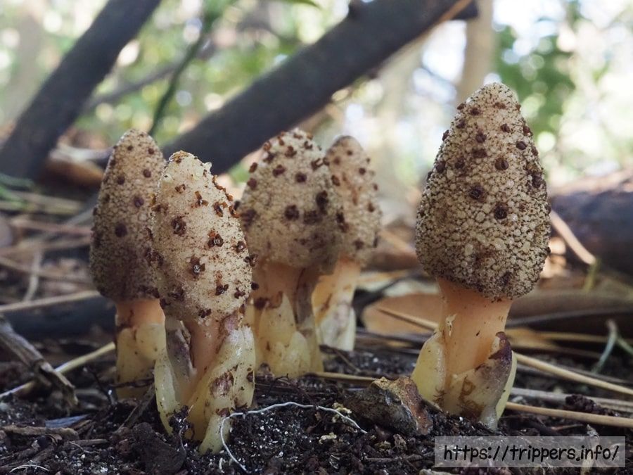 キイレツチトリモチ