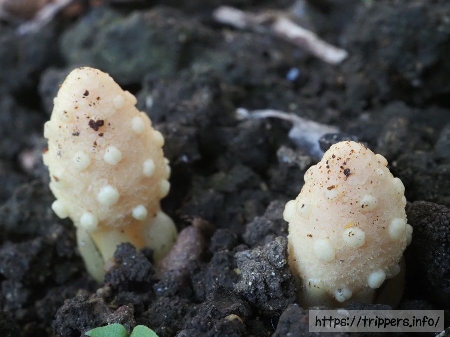 キイレツチトリモチの蕾