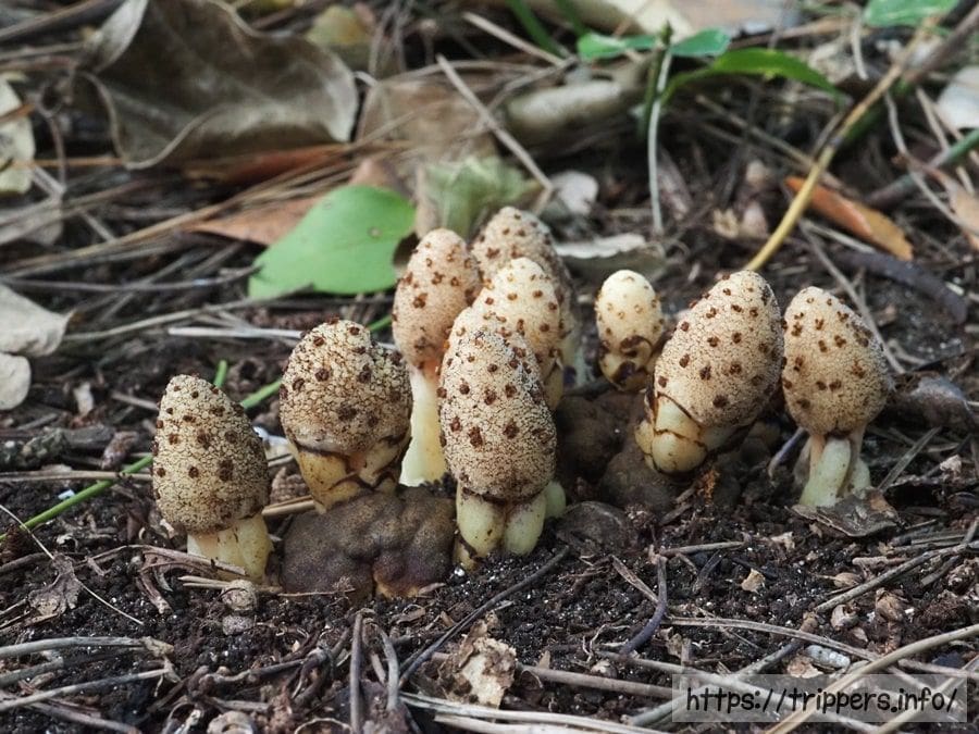 キイレツチトリモチ