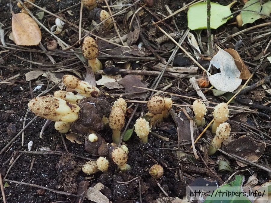 キイレツチトリモチ