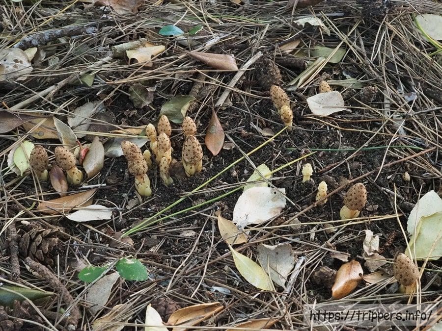 キイレツチトリモチが群生する自生地