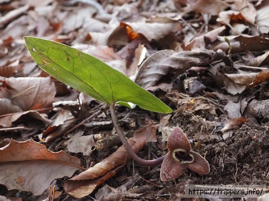 スズカカンアオイ