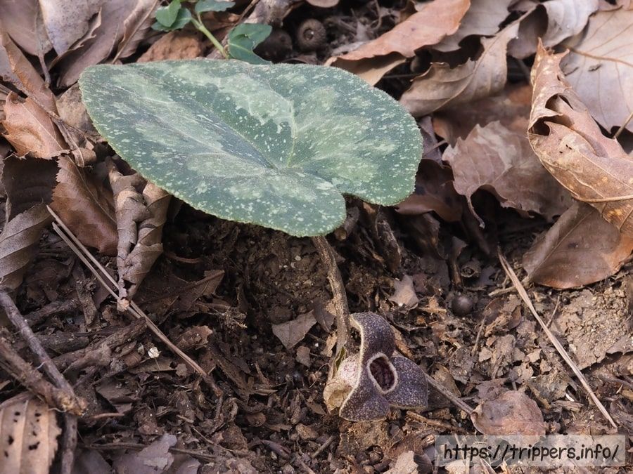 スズカカンアオイ