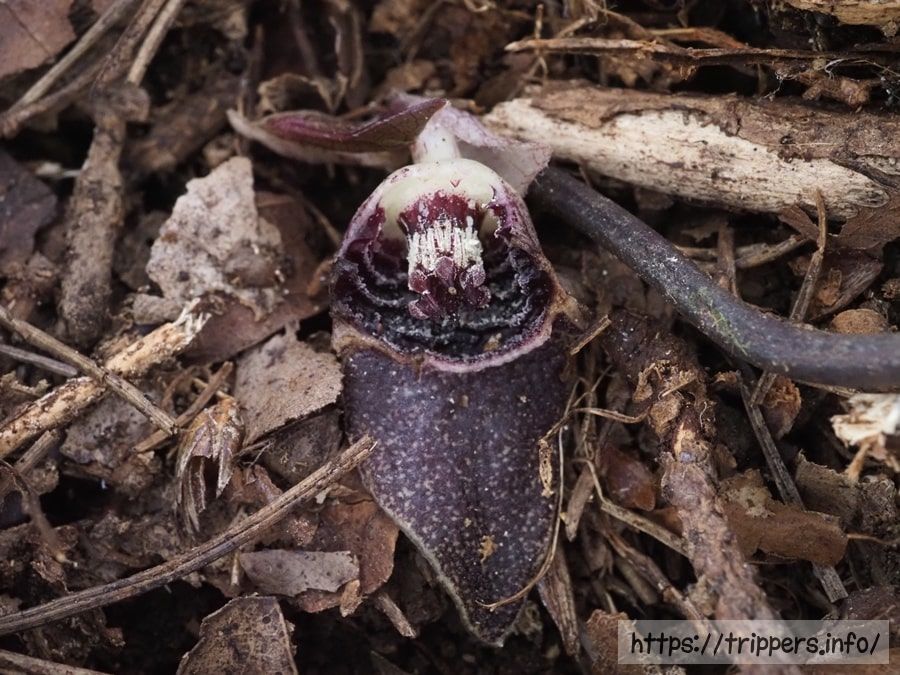 スズカカンアオイ