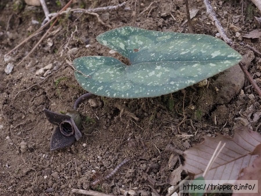 スズカカンアオイ