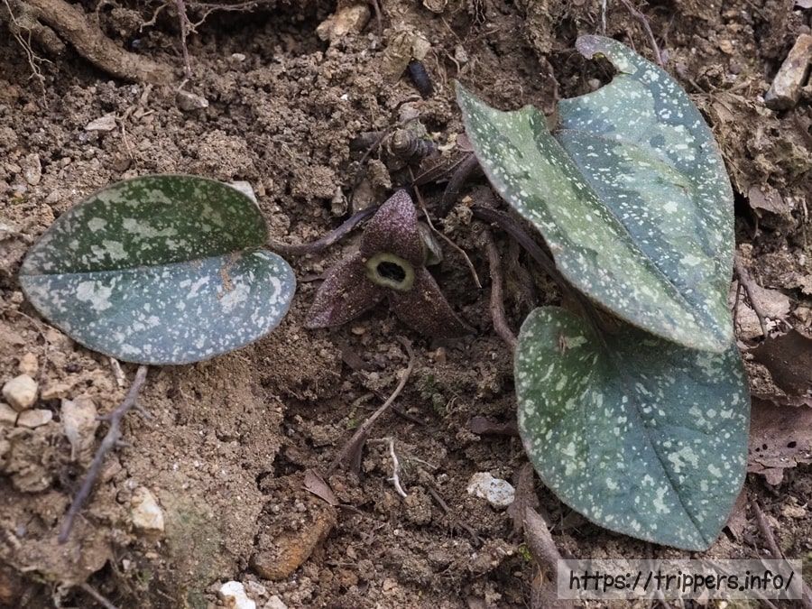 スズカカンアオイ