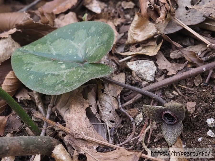 スズカカンアオイ