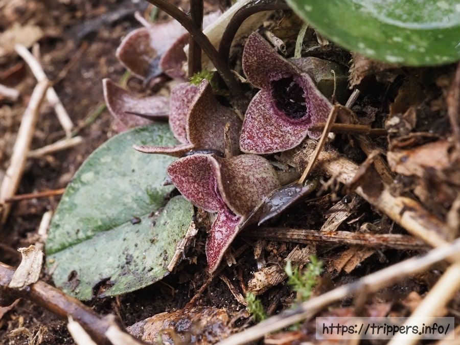 ヒメカンアオイ