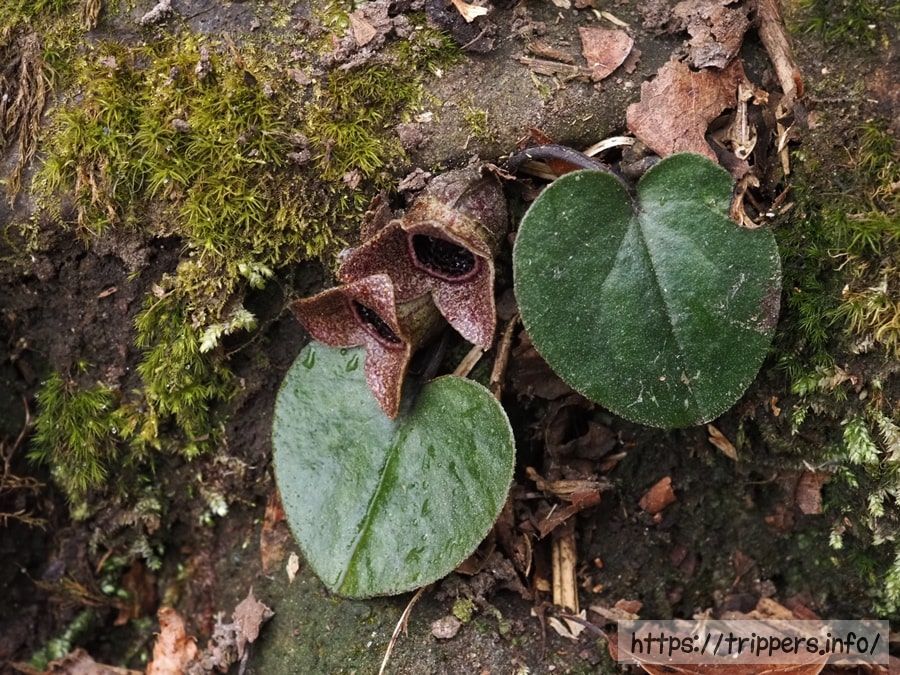 ヒメカンアオイ