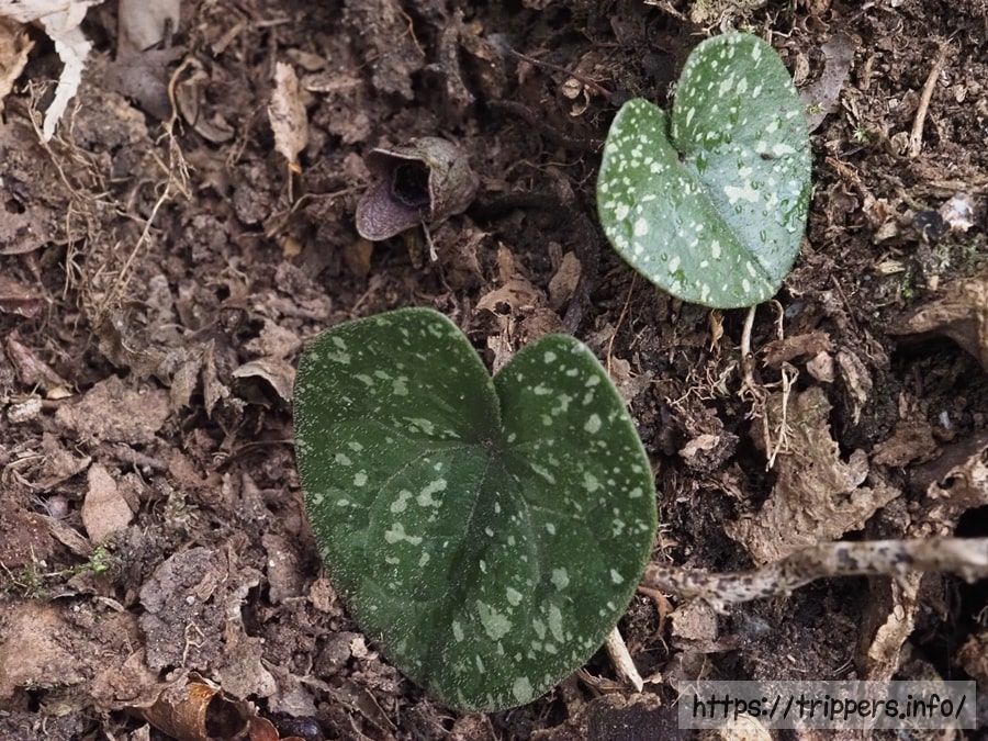 ヒメカンアオイ