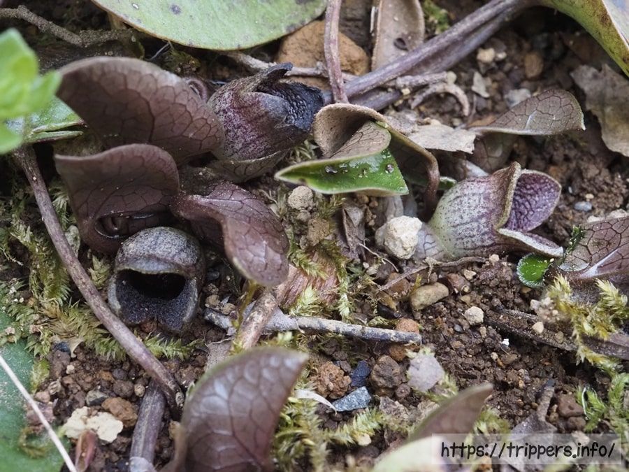 ヒメカンアオイ