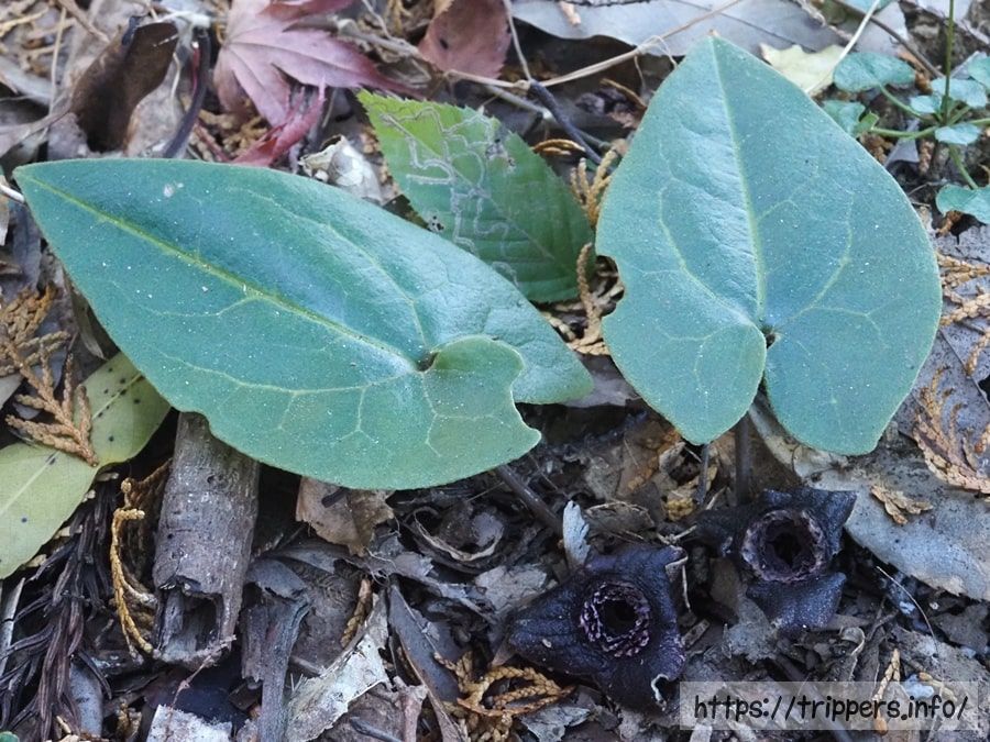 カギガタアオイ