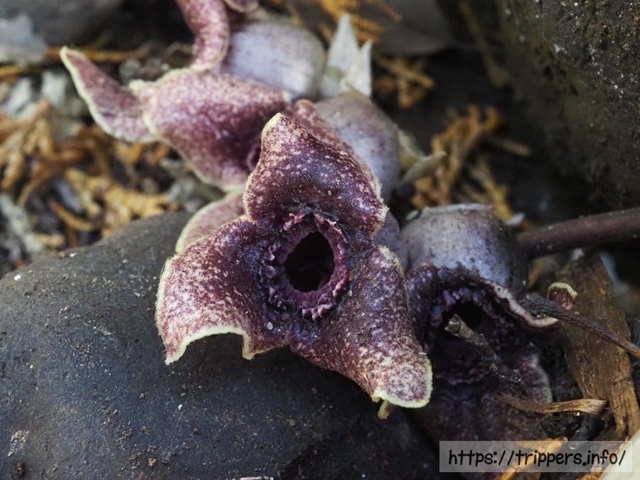 カギガタアオイの花