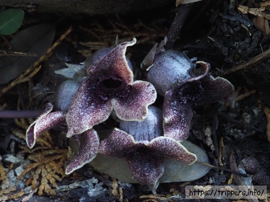 カギガタアオイ