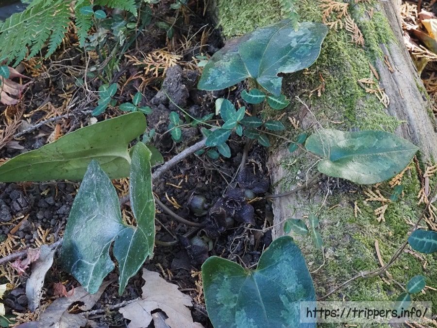 カギガタアオイの花