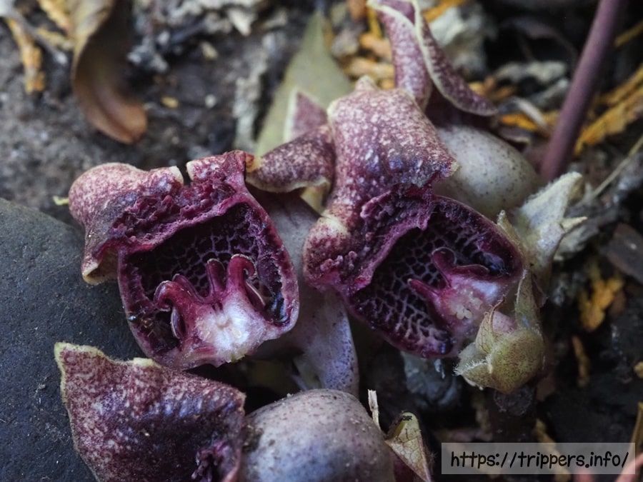 カギガタアオイ