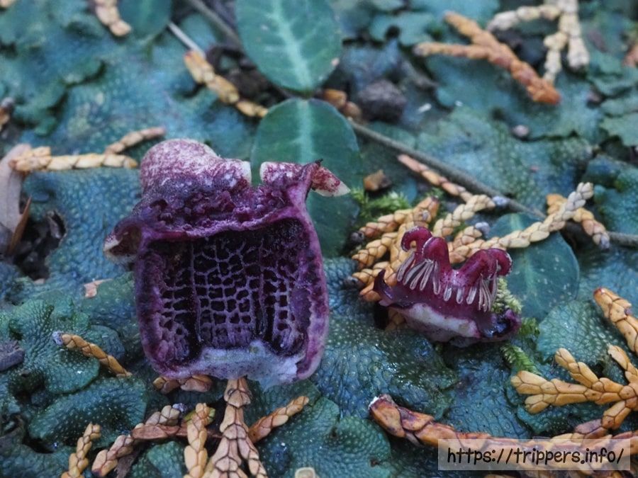 カギガタアオイの萼筒内壁