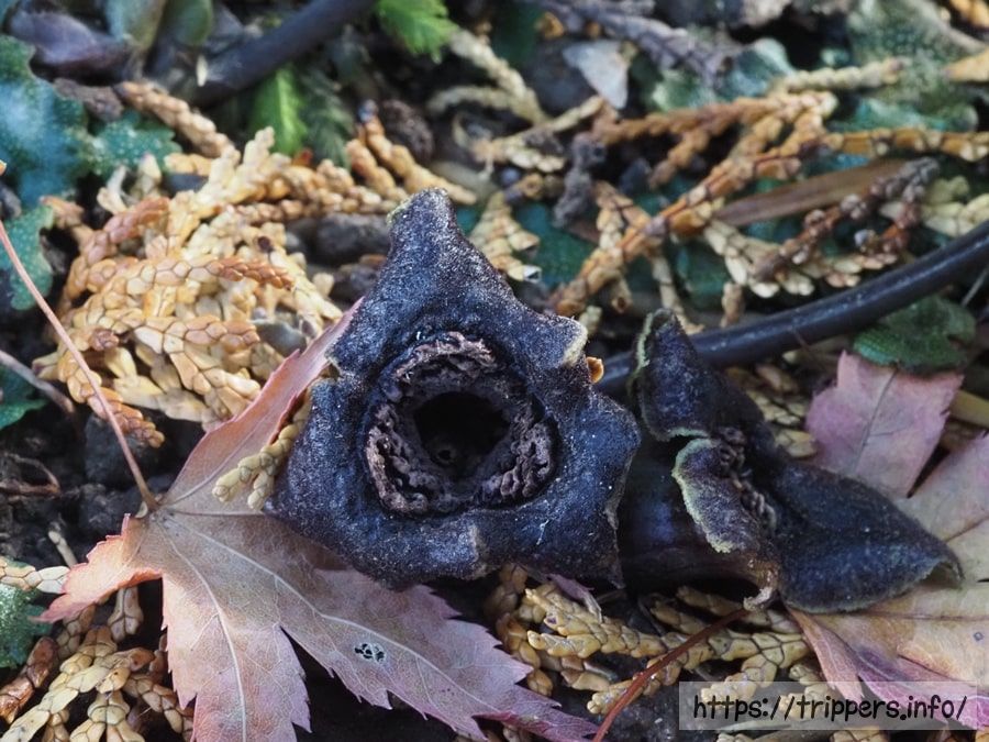 カギガタアオイの花